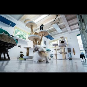 Kattenpension Silvestris image 2