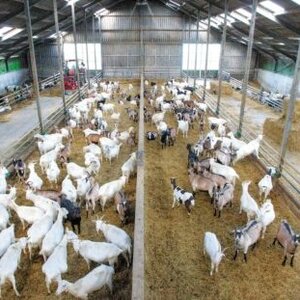 Kaasmakerij Utopia image 3