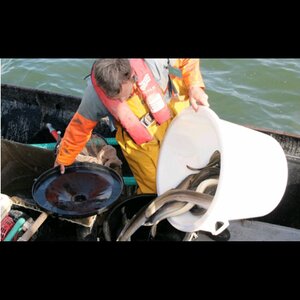 Palingrokerij Vlug B.V. image 3