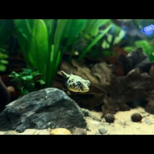 Aquariumworldonline image 5