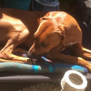 HUS-Happy Dog image 5