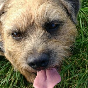 Hondenuitlaatservice Anouska image 1