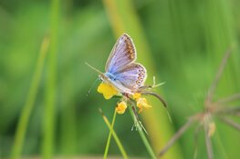 Breng leven in je tuin!