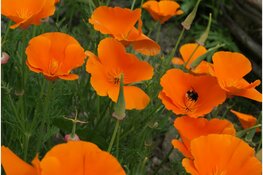 Wek je tuin tot leven op de Levende Tuinen-dag!