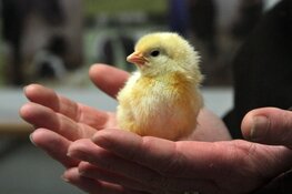 Vier de lente op tweede paasdag in het Rundveemuseum