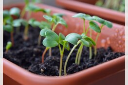 Plant een zaadje deze meivakantie!