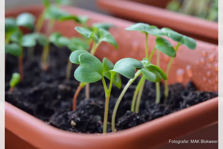 Plant een zaadje deze meivakantie!