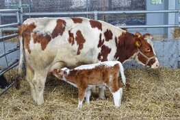 Moeders in het zonnetje in het Rundveemuseum