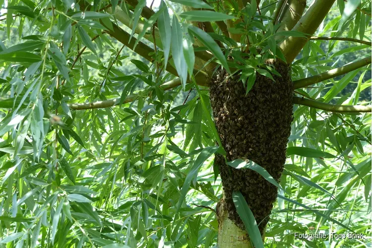 Bijen houden en insecten bekijken