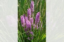 O jee, een orchidee!