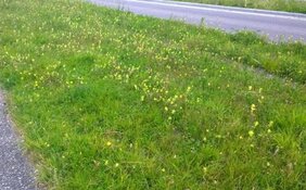 Europa loopt warm voor groen strooizout