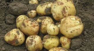 Verloren oogst Opperdoezer Ronde door slecht voorjaarsweer