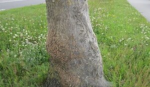 &#39;Brandweer moet worden ingezet tegen eikenprocessierups&#39;