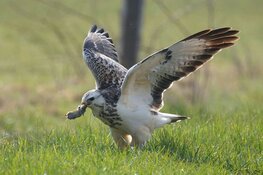 Lezing over bedreigingen van weidevogels in Rundveemuseum op 15 juli