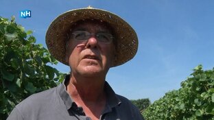 Wijnboer Siem dolgelukkig met warmte in provincie: "Druiven voelen zich thuis"