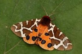 Nachtvlinders bij de Witte Schuur