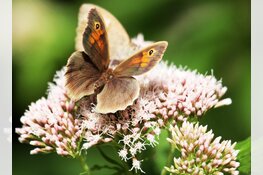 Dagvlinders in de hoofdrol in Rundveemuseum op 25 en 26 augustus