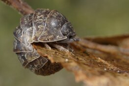 Met IVN op zoek naar bodembeestjes in het Streekbos
