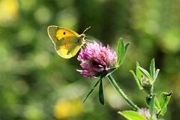 Macrofotografie en nuttige insecten in Rundveemuseum op 2 september