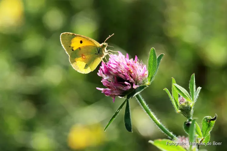 Macrofotografie en nuttige insecten in Rundveemuseum op 2 september