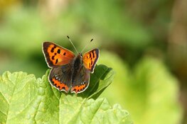 Dagvlinders spotten rond het Rundveemuseum op 15 en 16 september
