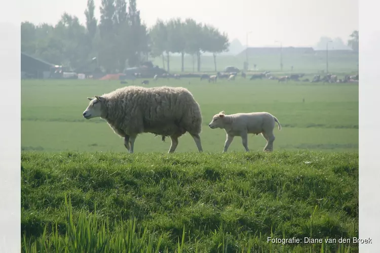 &#39;Schapen in Avenhorn sterven door voeren rauwe deegwaren&#39;