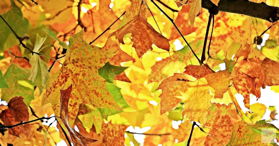 Sportieve activiteiten in de herfstvakantie