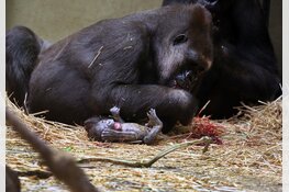 Gorilla geboren in ARTIS