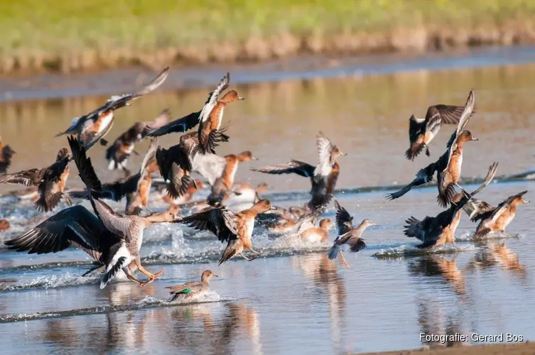 Vaartocht door Eilandspolder; fluisterend langs wuivend riet
