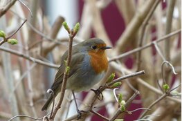 Levenslust in winterrust tijdens Nieuwjaarswandeling
