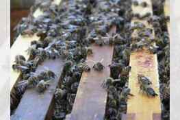 Lezingavond Bijen bij ziek en zeer