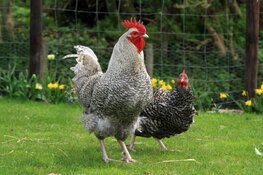 Lezing over het houden van kippen in het rundveemuseum