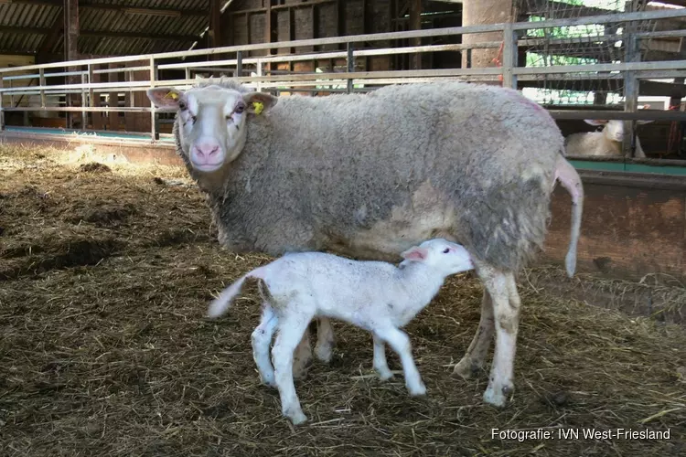 Op kraamvisite bij de schapen