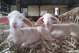 Op kraamvisite bij de schapen