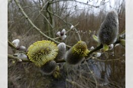 Een bos vol verborgen natuur