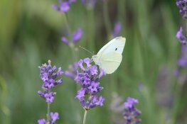 Wek je tuin tot leven op de Natuur- en Levende Tuinen-dag!
