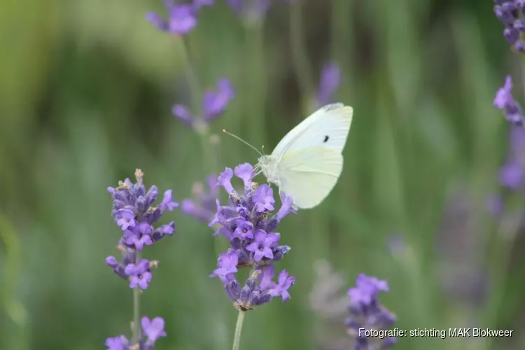 Wek je tuin tot leven op de Natuur- en Levende Tuinen-dag!
