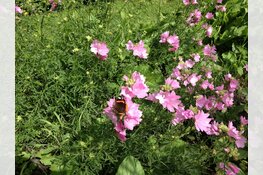 Wek je tuin tot leven op de Natuur- en Levende Tuinen-dag!