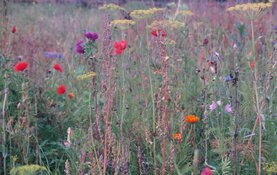 Wek je tuin tot leven op de Natuur- en Levende Tuinen-dag!