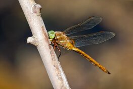 Ontdek de wereld van de libelle!