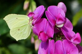 Poldermuseum geopend tijdens Kunst- en tuinroute Andijk