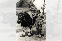 Expositie over nieuw leven in Rundveemuseum in Aartswoud