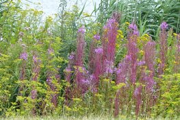 Natuurwandeling bij het Naviduct