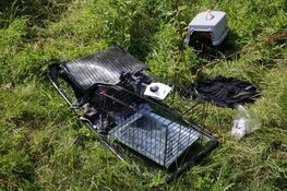 Auto met drie honden te water in Avenhorn