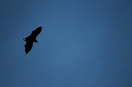 Excursie vleermuizen