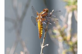 Libellen-excursie voor jong en oud