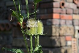 Ecologisch beheer voor meer wilde bijen