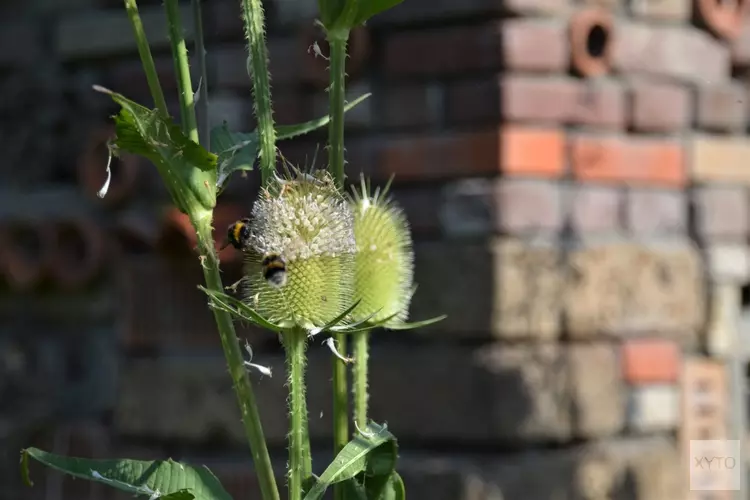 Ecologisch beheer voor meer wilde bijen