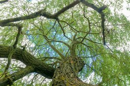 De verrassende eigenaardigheden van bomen