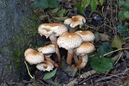 Paddenstoelenwandeling in het Streekbos